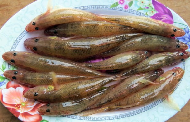 Địa chỉ mua cá bống tươi uy tín tại Hà Nội