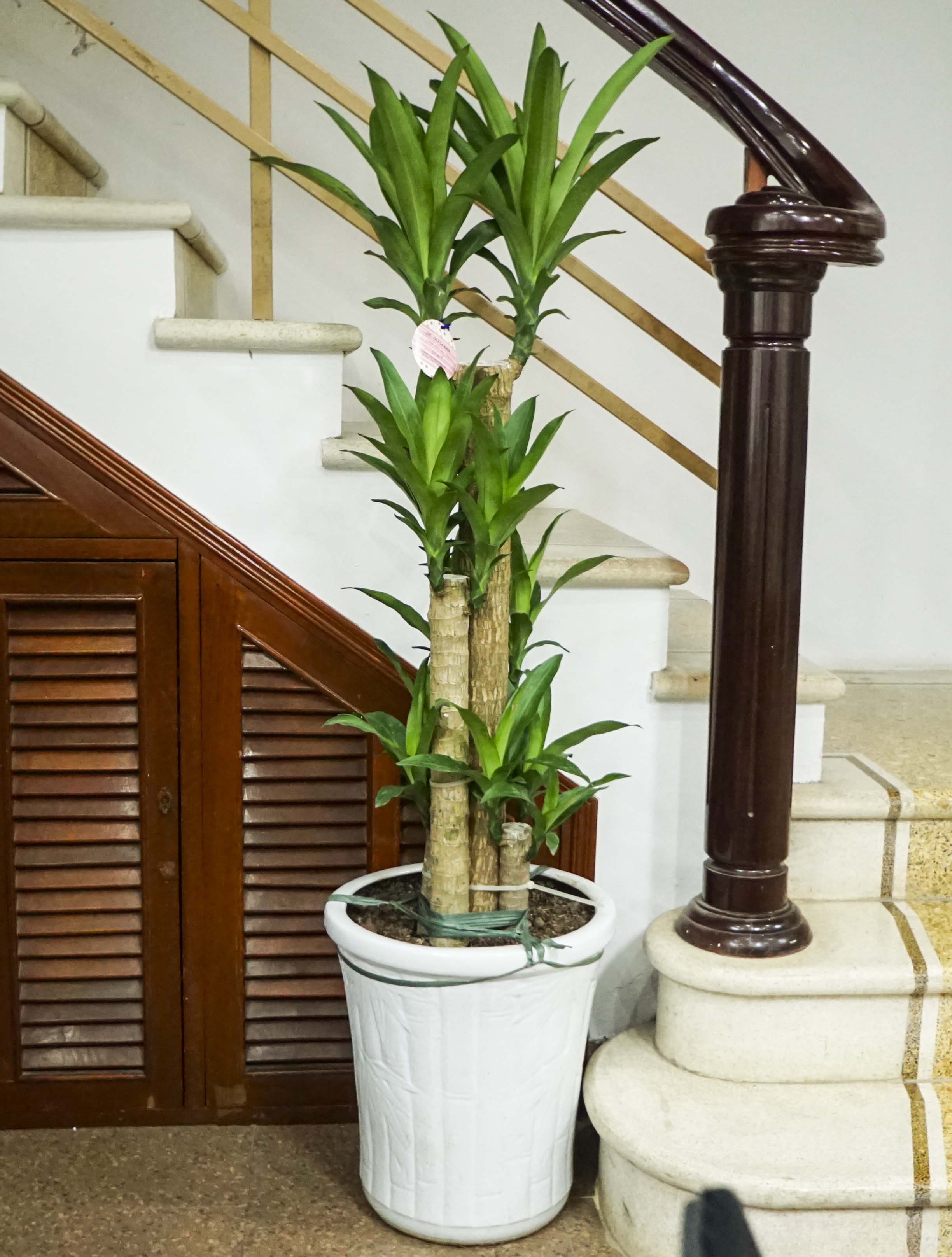 1502251491 locvietgardenthietmoclan