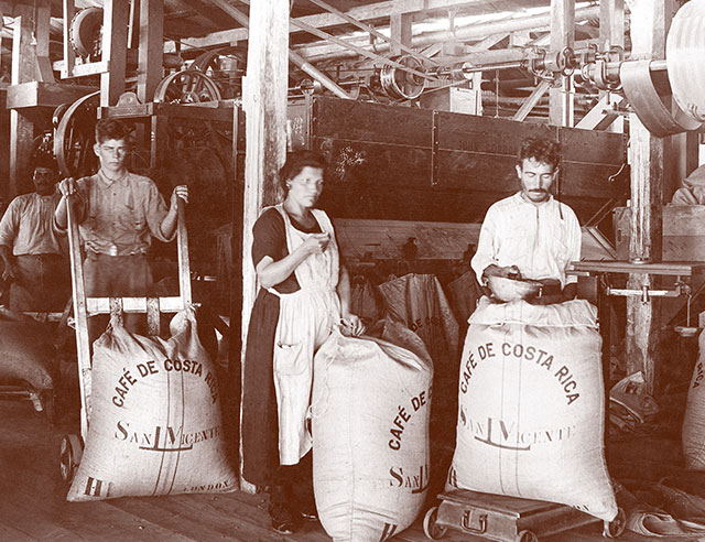 Người Hà Lan đem phổ biến việc canh tác cà phê đến các xứ thuộc địa của họ