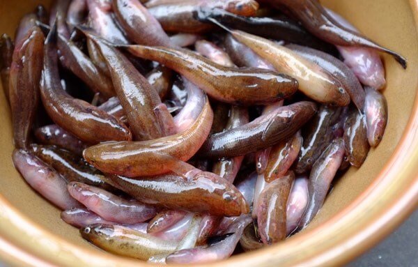 Giới thiệu về cá bống