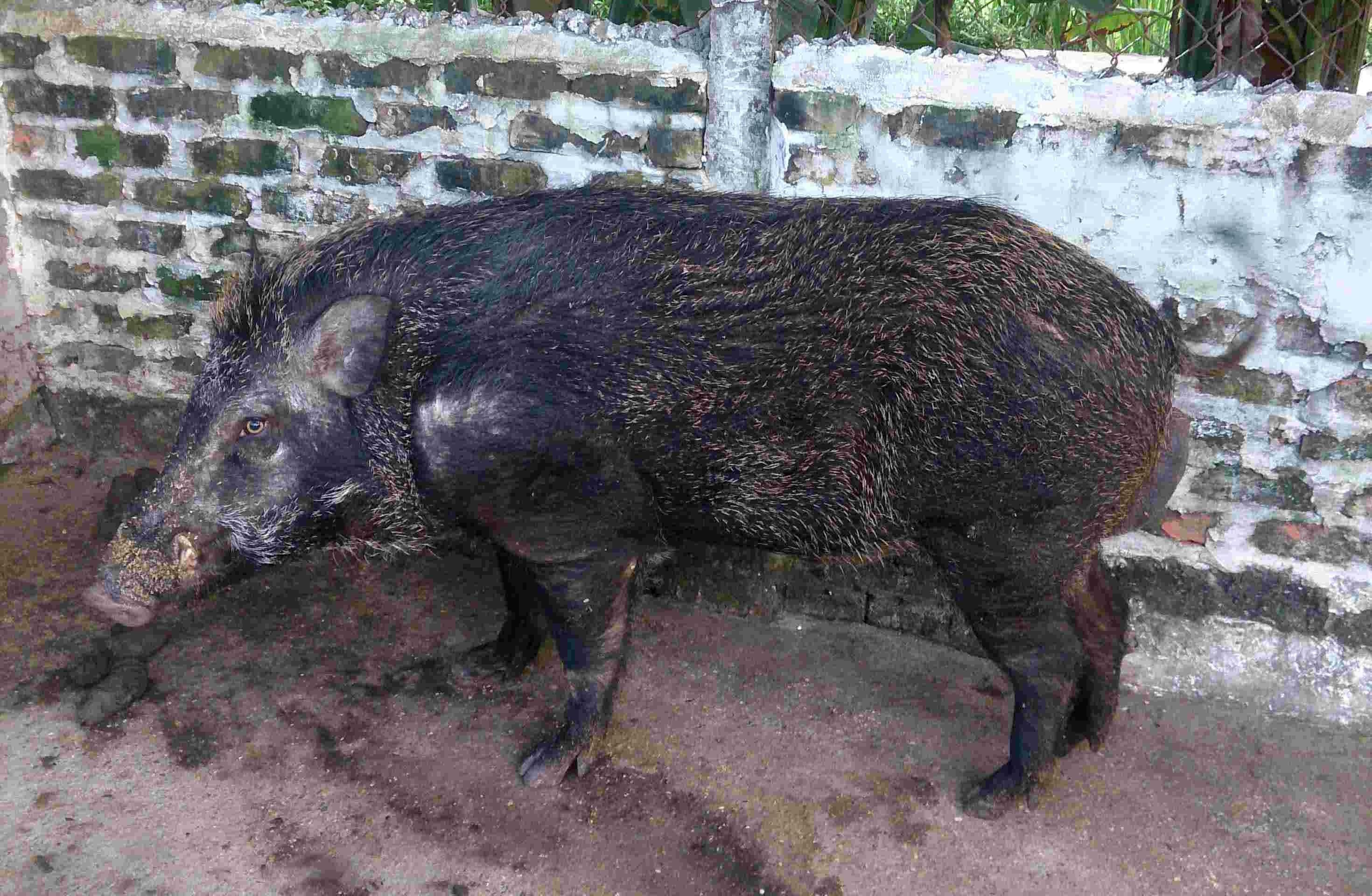 Giới thiệu đặc sản lợn rừng nguyên con