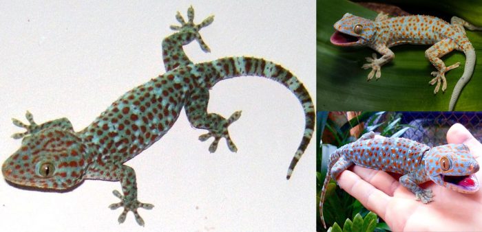 Sử dụng Tắc kè có lợi ích gì?