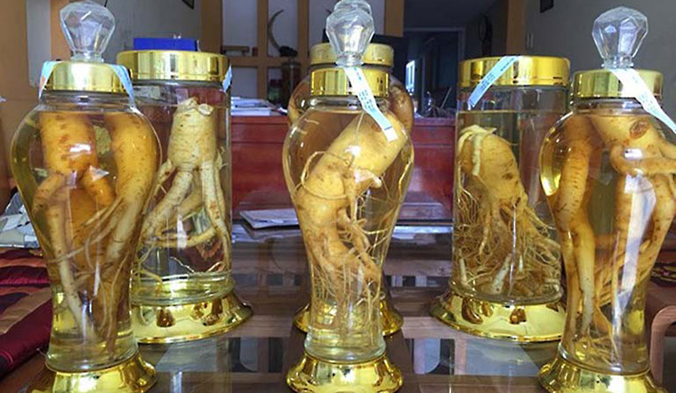 Uống rượu đinh lăng như thế nào cho đúng cách?