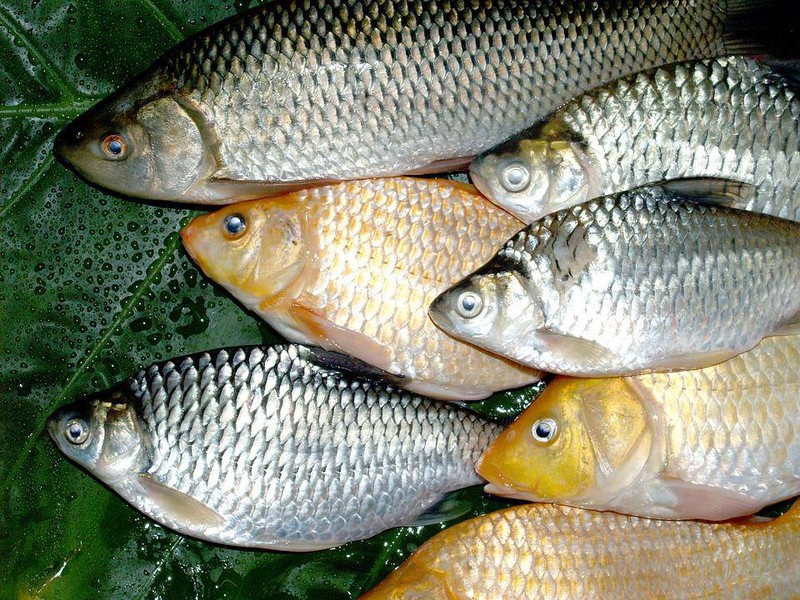 Cách làm cá diếc om trám 