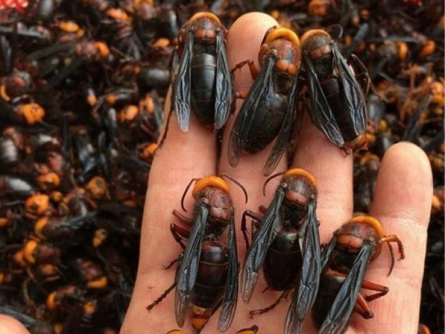 Bí quyết sơ chế ong đất