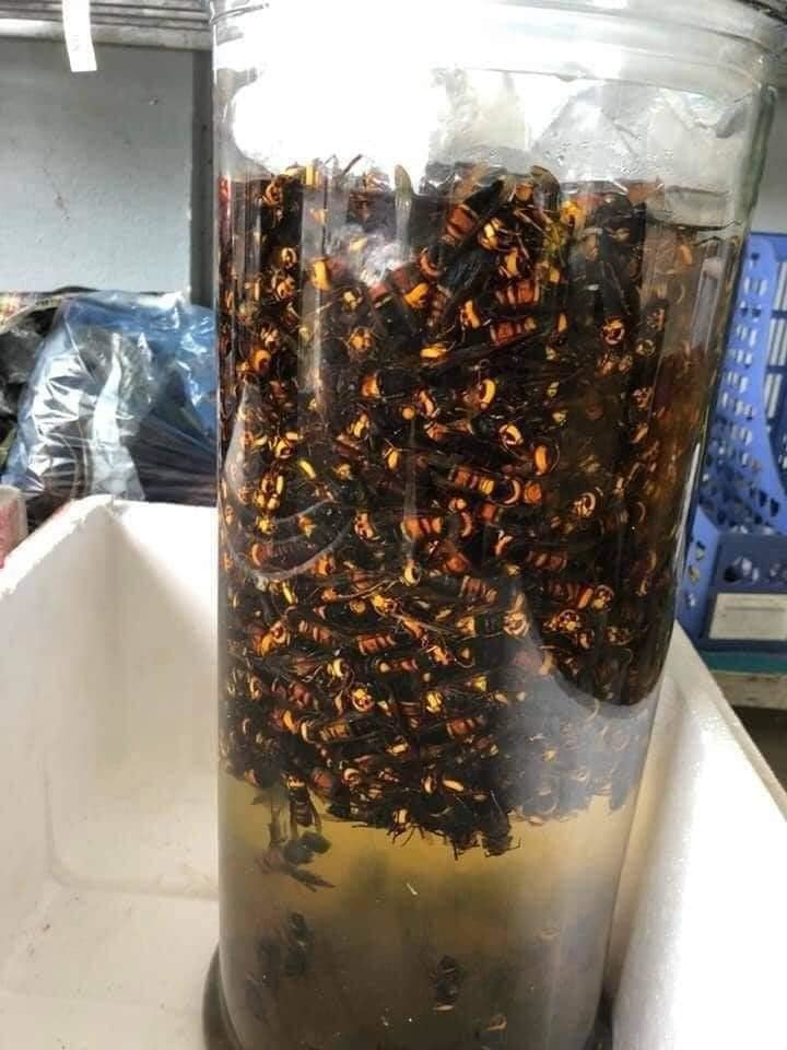 Lợi ích của rượu ong đất