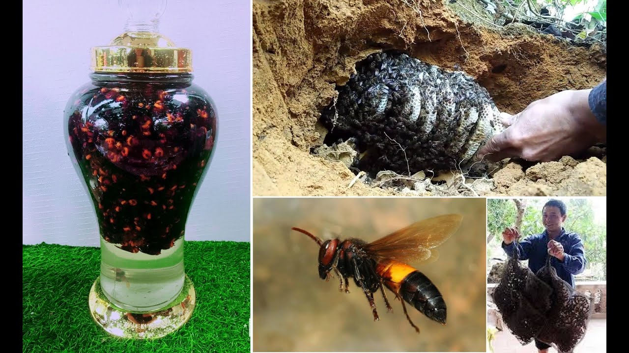 Cách ngâm rượu ong đất