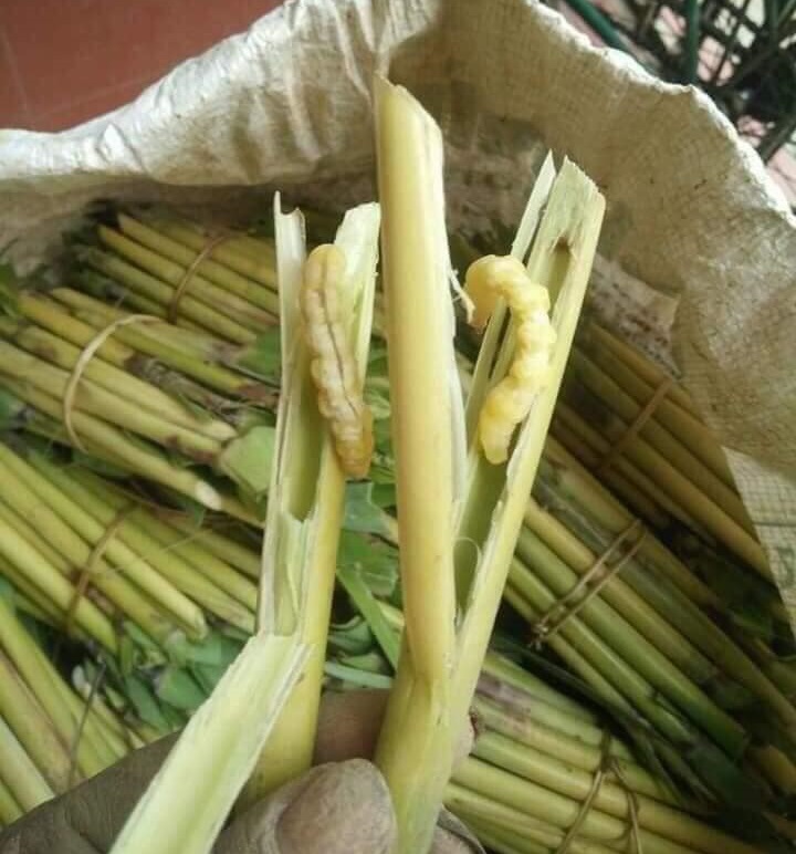 Giới thiệu về sâu chít