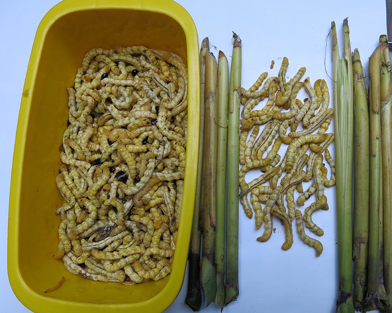 Cửa hàng bán sâu chít tại Hà Nội