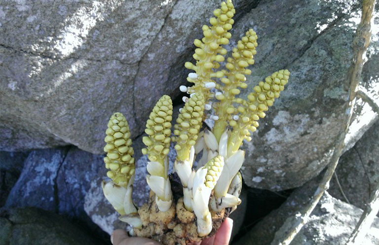 Tác dụng tuyệt vời của nhục thung dung tươi giúp tăng cường sinh lực 