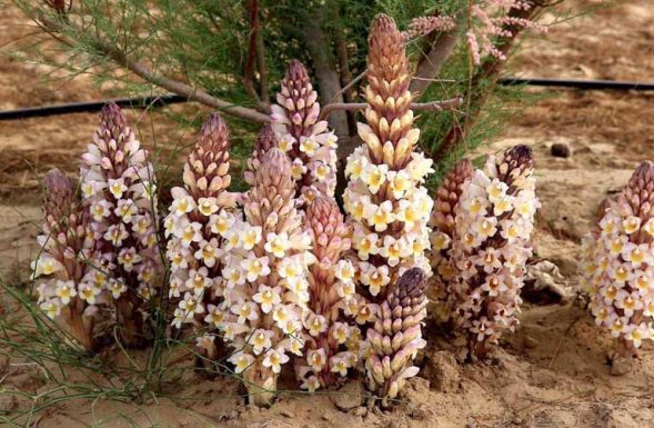 Địa chỉ mua nhục thung dung tươi - tăng cường sinh lực 