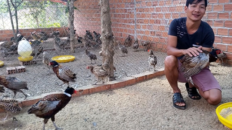 Dinh dưỡng trong thịt chim trĩ 