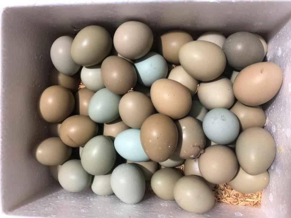 Trứng chim trĩ - 80k/chục