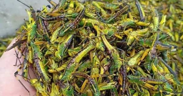 Dinh dưỡng trong châu chấu