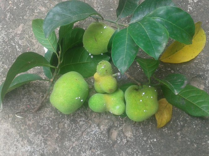 Quả chay nấu món gì ngon nhất?