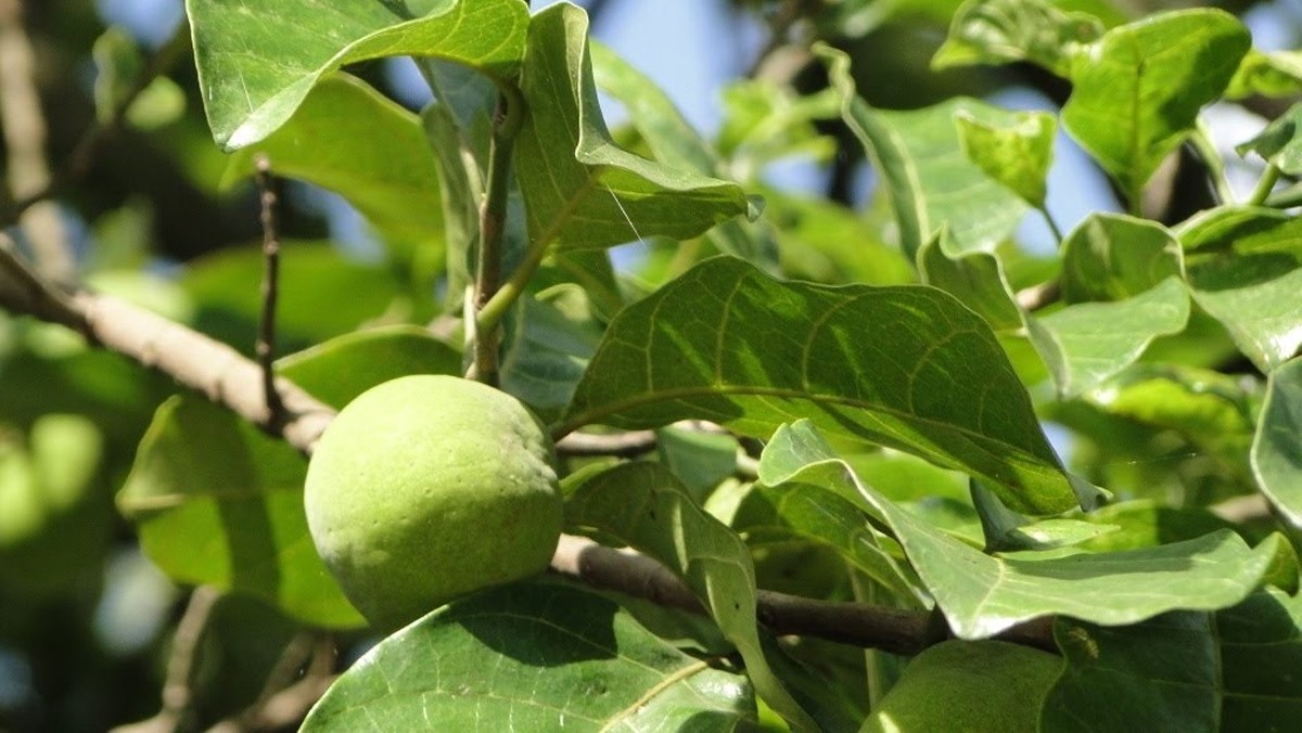 Mua quả chay ở đâu?