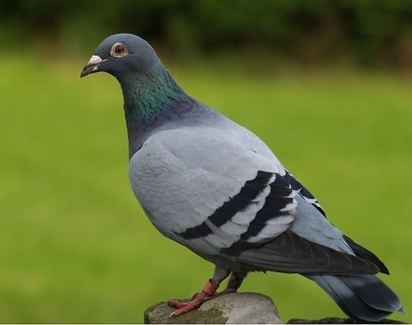 Địa chỉ mua thịt chim bồ câu ngon 