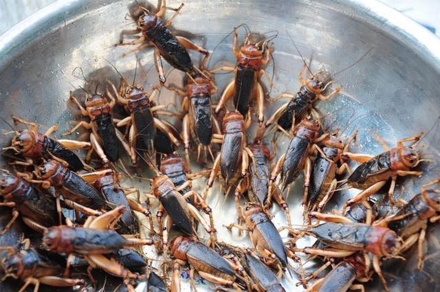 Giá dế mèn có đắt không?