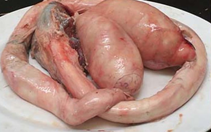 Ngẩu pín bò có tác dụng gì?