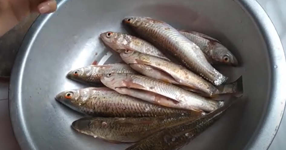 Cá chày mắt đỏ - đặc sản sông Đà - 120k/kg