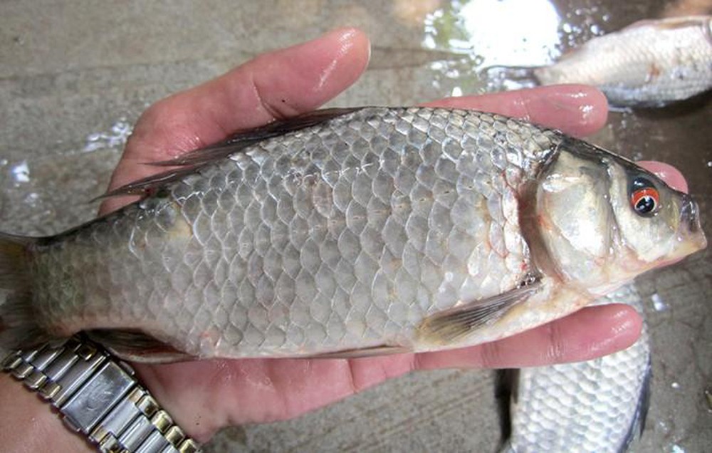 Thịt cá diếc - Dinh dưỡng tuyệt vời cho mọi nhà