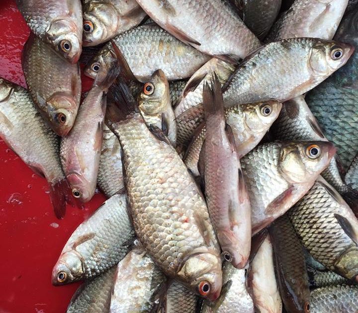 Cửa hàng bán cá diếc tại Sài Gòn 