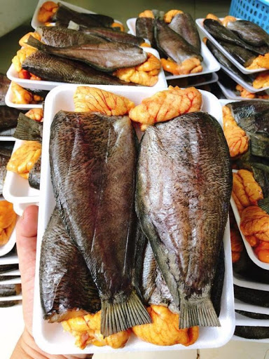 Cá sặc trứng là cá gì