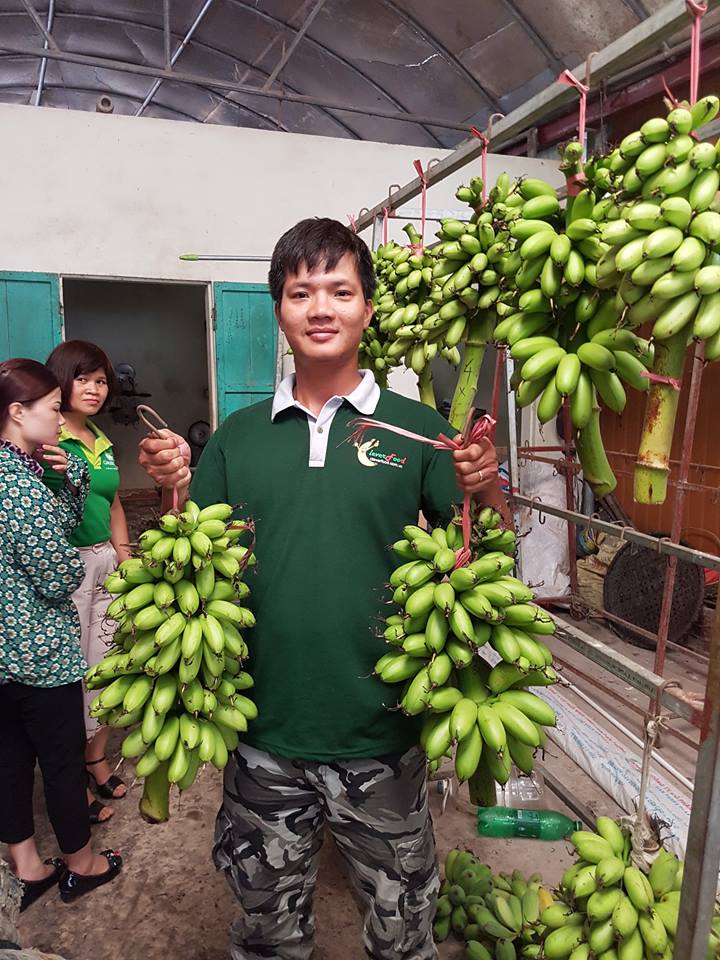 Tác dụng của chuối ngự Đại Hoàng