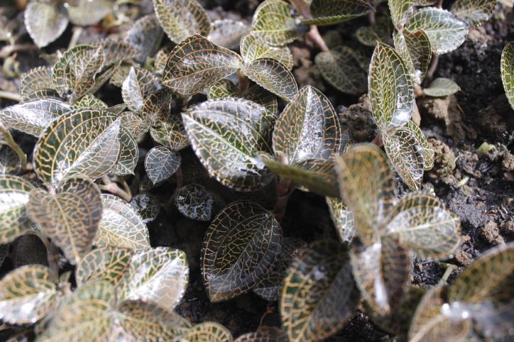 Bài thuốc chữa bệnh tiểu đường