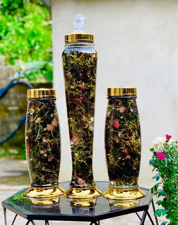 Cách ngâm rượu lan kim tuyến tươi