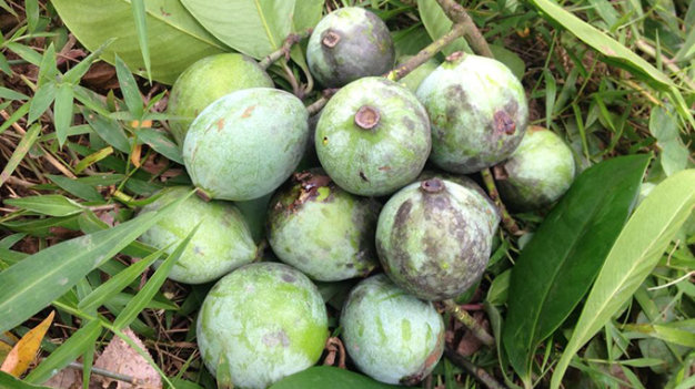 CANH CHUA QUẢ DỌC NGON NHẤT KHI NẤU VỚI CÁ LÓC