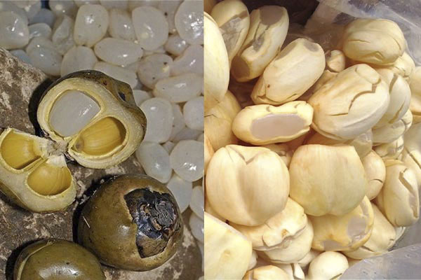 Mẹo nhỏ chọn hạt đác tươi tự nhiên, không chất bảo quản