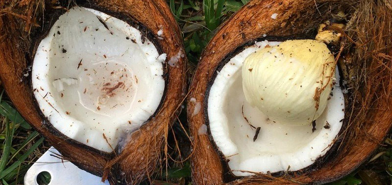 Mộng dừa tươi 3