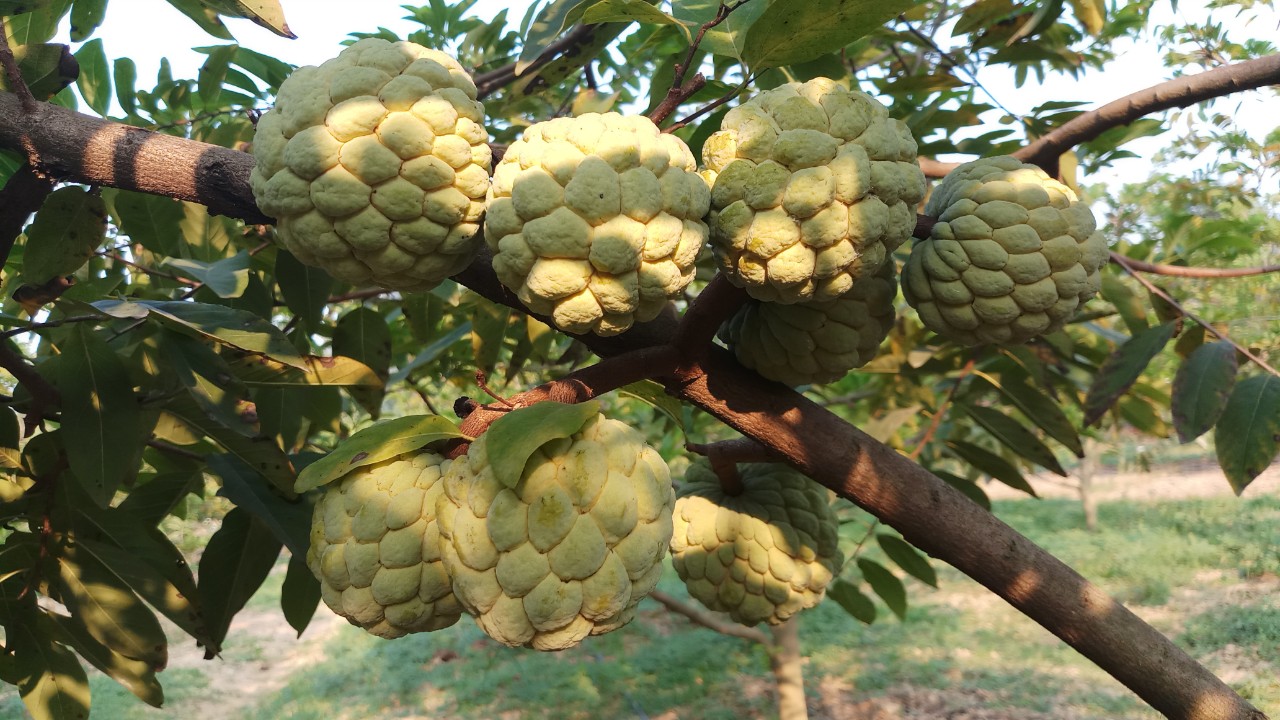 Quả na bở Chi Lăng, Thủy Nguyên, Hà Giang 4