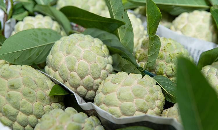 Quả na bở Chi Lăng, Thủy Nguyên, Hà Giang 2