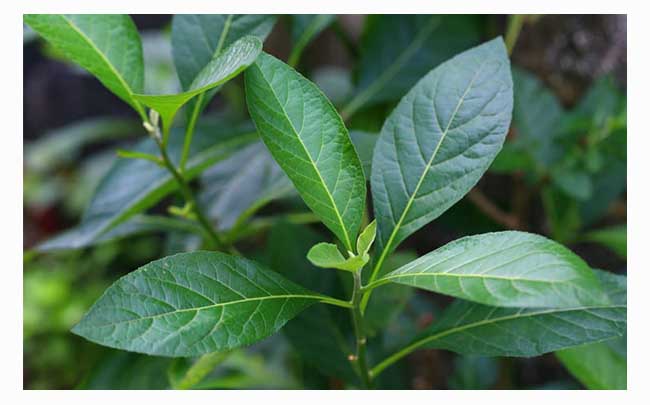 Rượu công sa đẻn Lào4