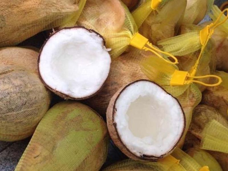 Giá bán dừa sáp Bến Tre loại 1