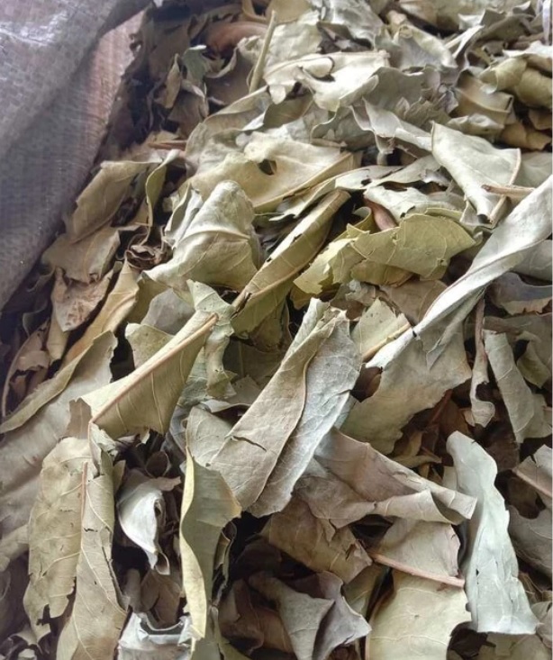 Địa chỉ mua lá vối uy tín