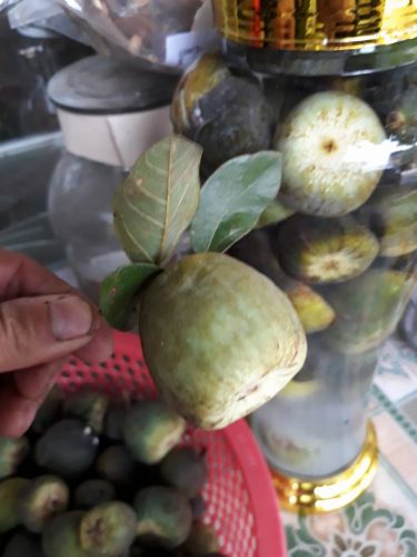 Công dụng của Rượu Trâu Cổ