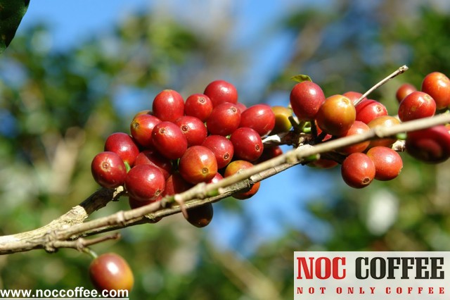 Norway-Hacienda-La-Esmeralda-coffee-farm_sold-at-Thirsty-Sisters-3-Norway-roasters_10-13-10.jpg